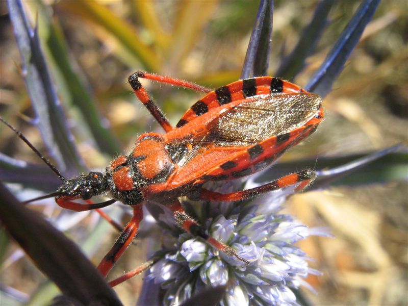 Reduviidae: Rhynocoris cf. rubricus in Romagna